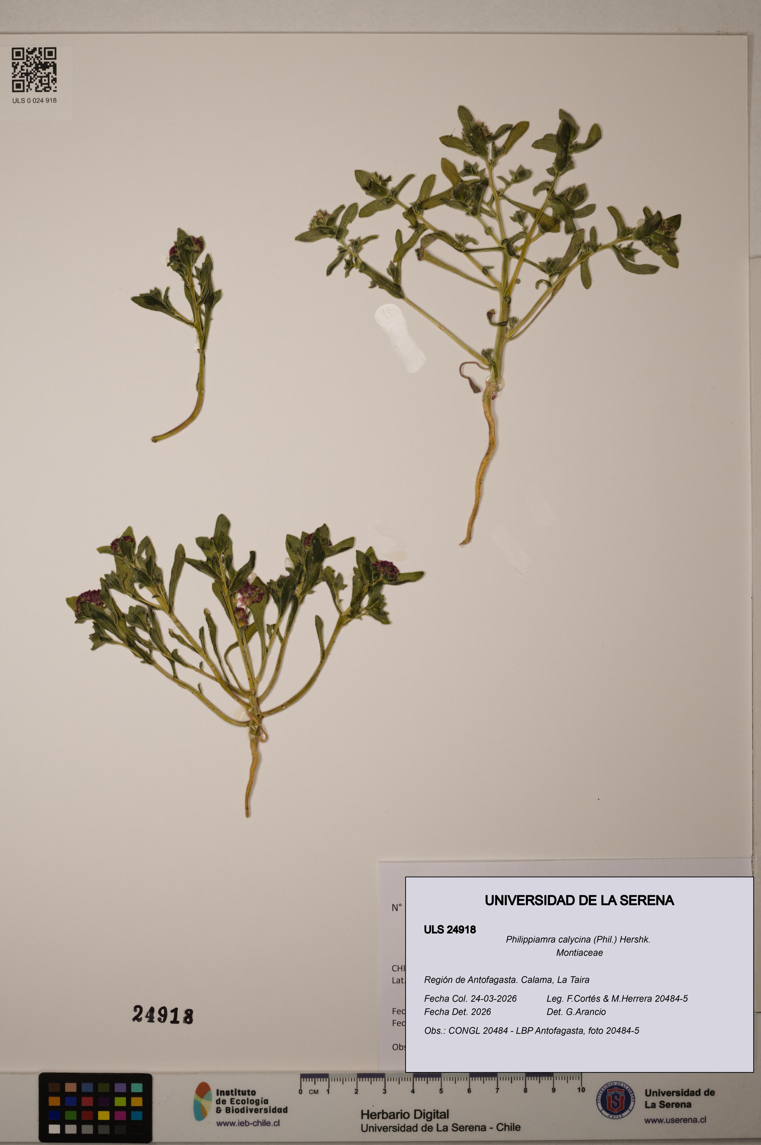 Philippiamra calycina [Espécimen: ]