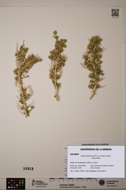 Aloysia deserticola [Espécimen: ]