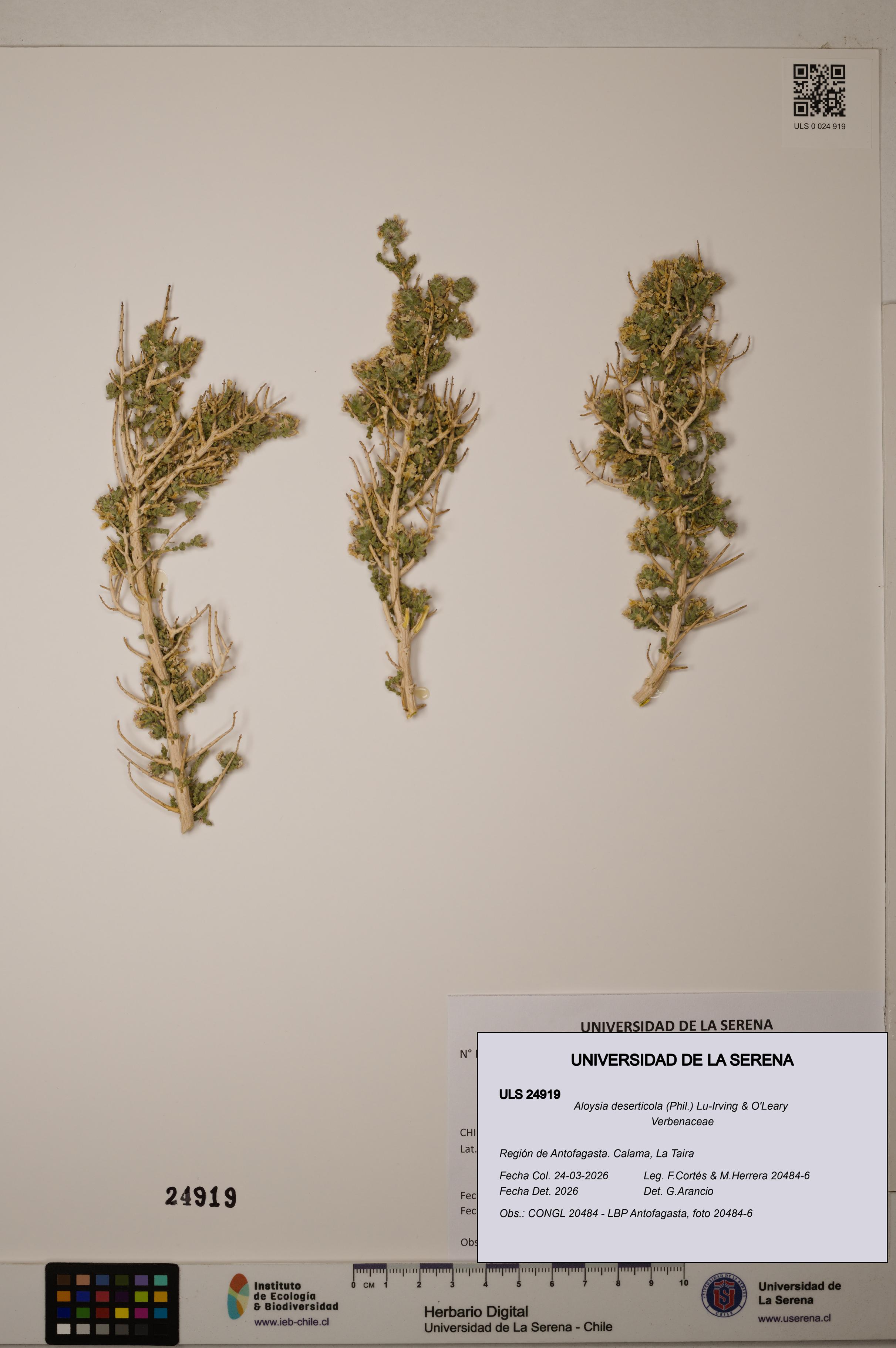 Aloysia deserticola [Espécimen: ]