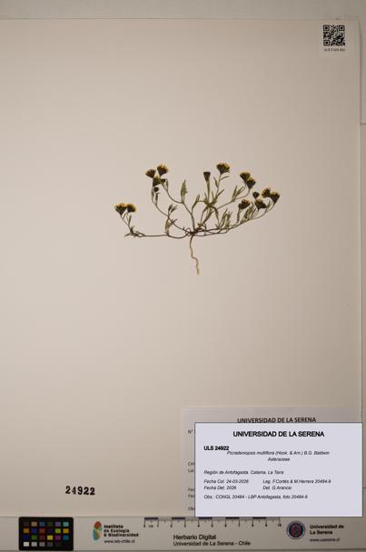 Picradeniopsis multiflora [Espécimen: ]