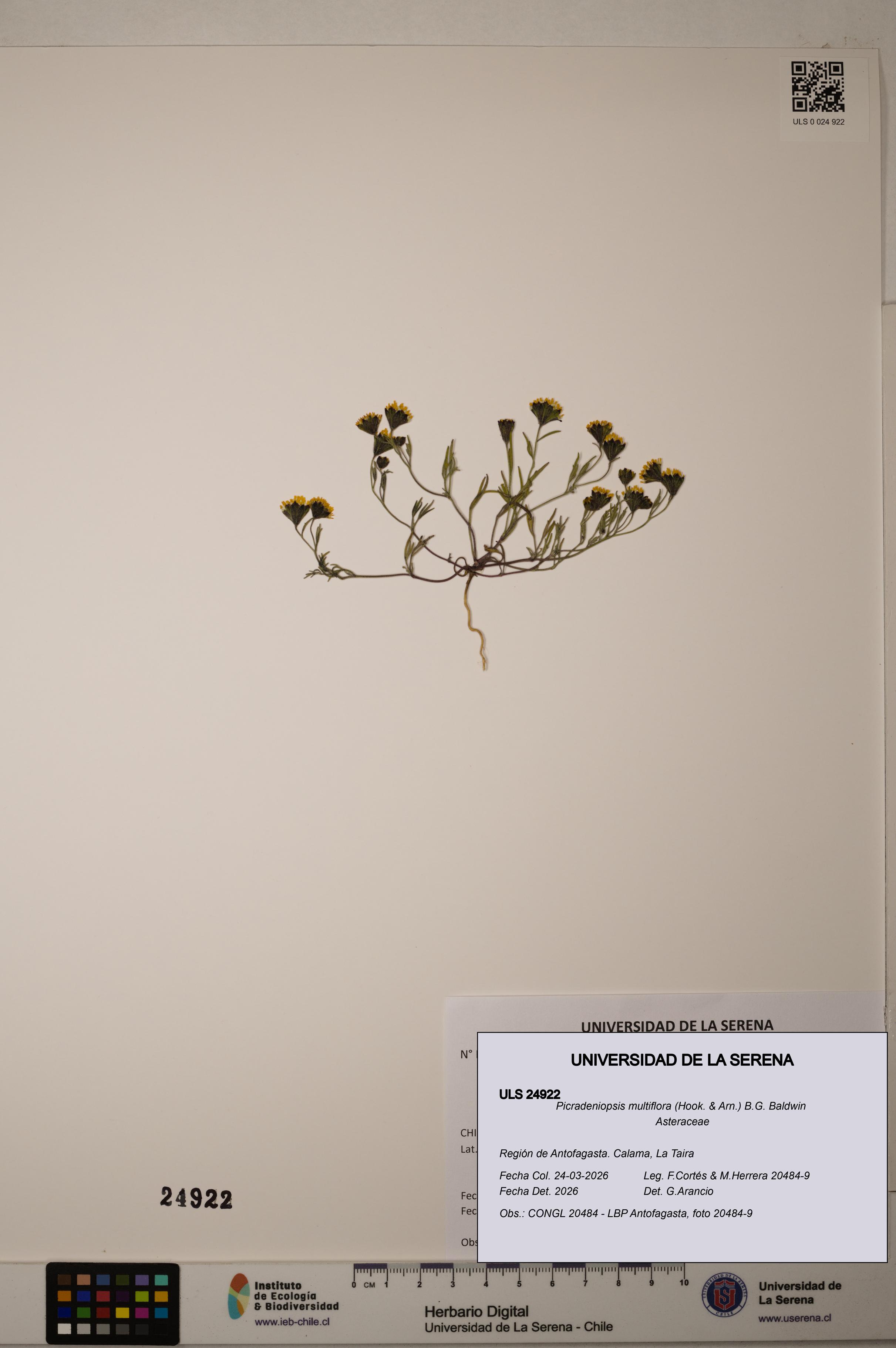 Picradeniopsis multiflora [Espécimen: ]