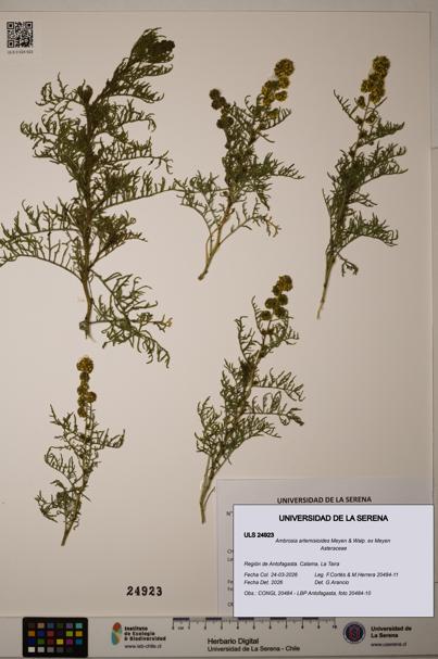 Ambrosia artemisioides [Espécimen: ULS:ULS:0024923]