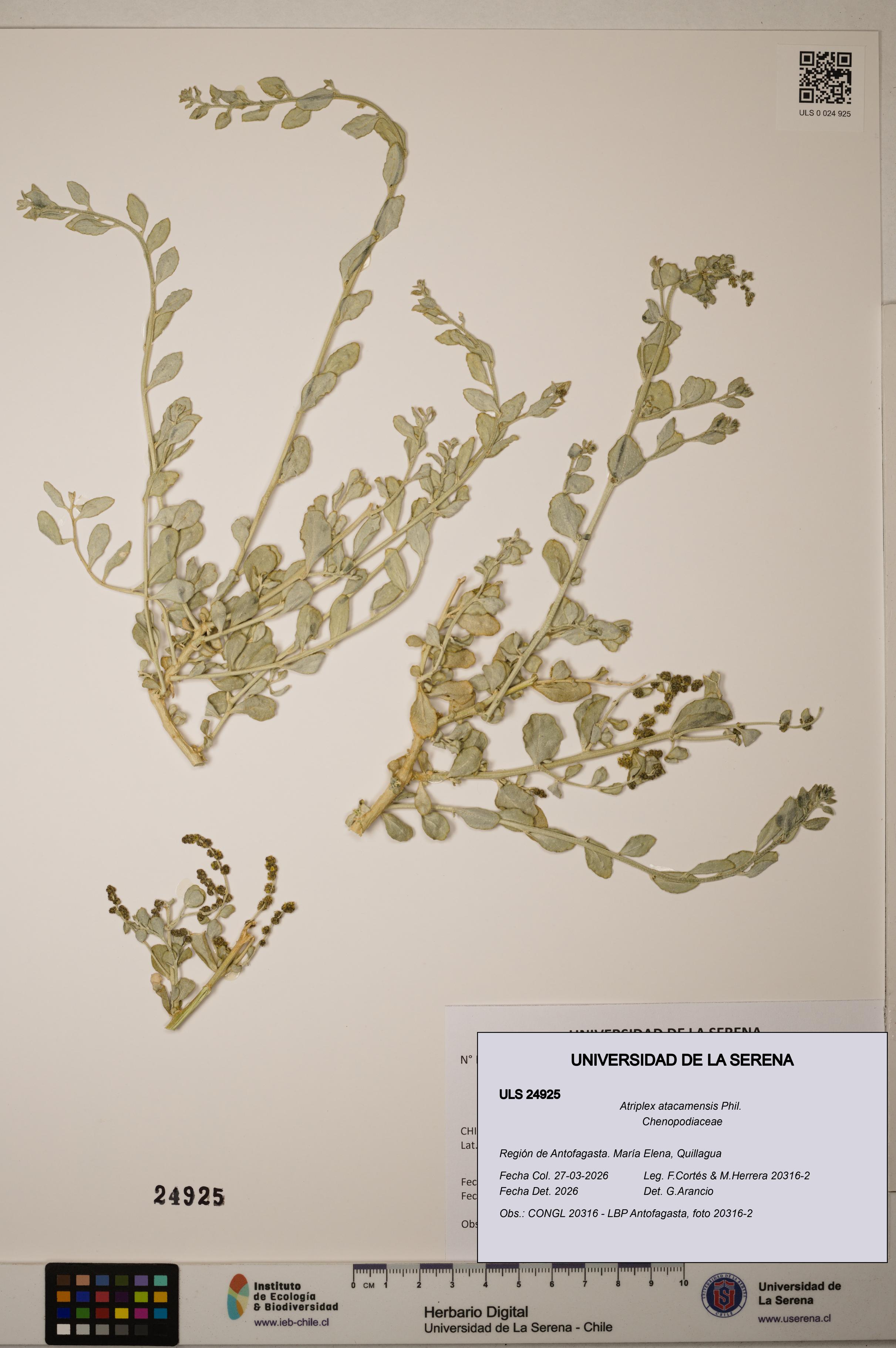Atriplex atacamensis [Espécimen: ]