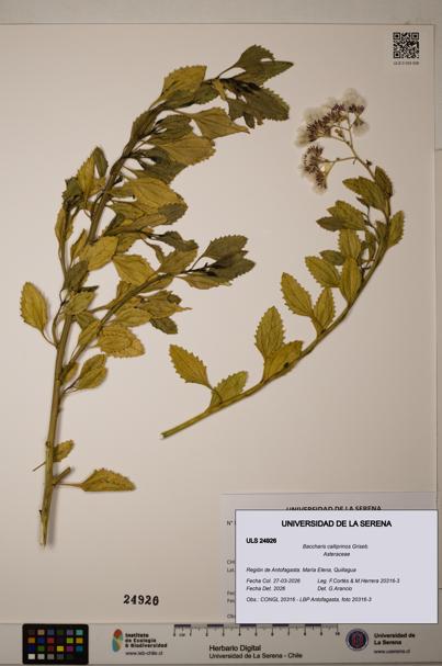 Baccharis calliprinos [Espécimen: ]