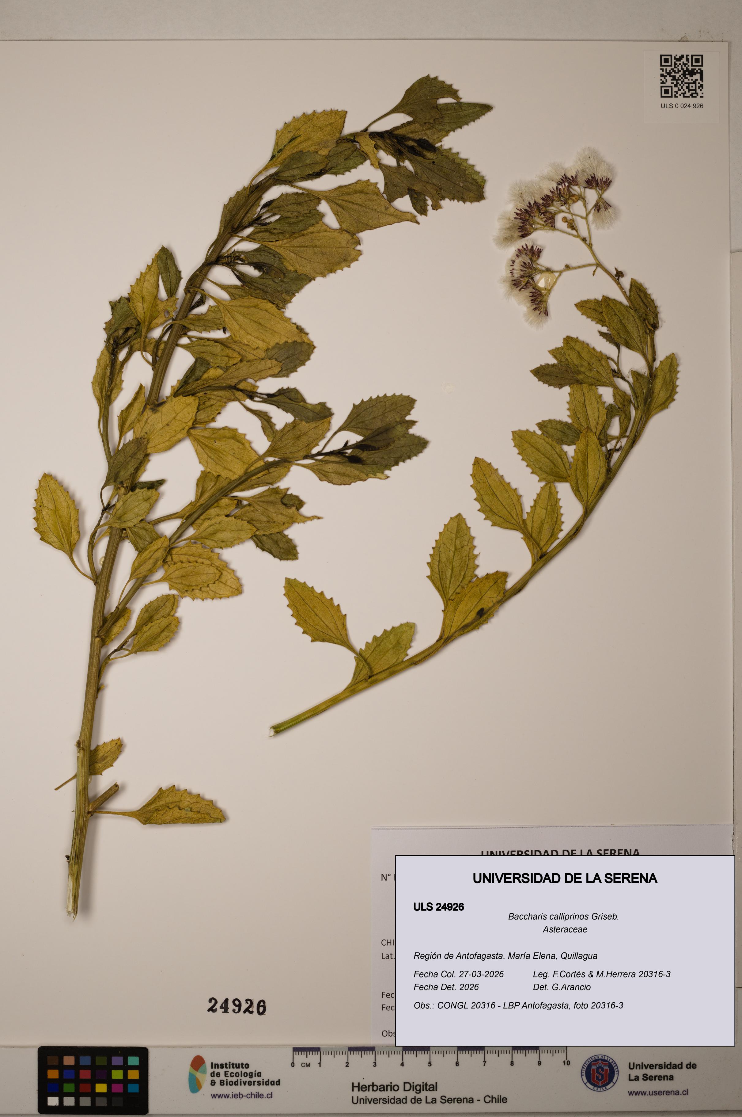 Baccharis calliprinos [Espécimen: ]