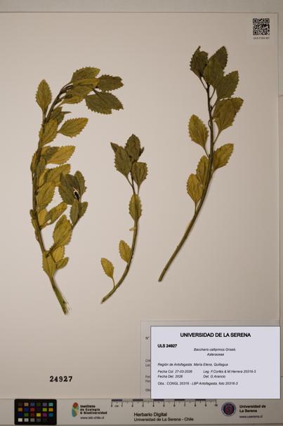 Baccharis calliprinos [Espécimen: ]