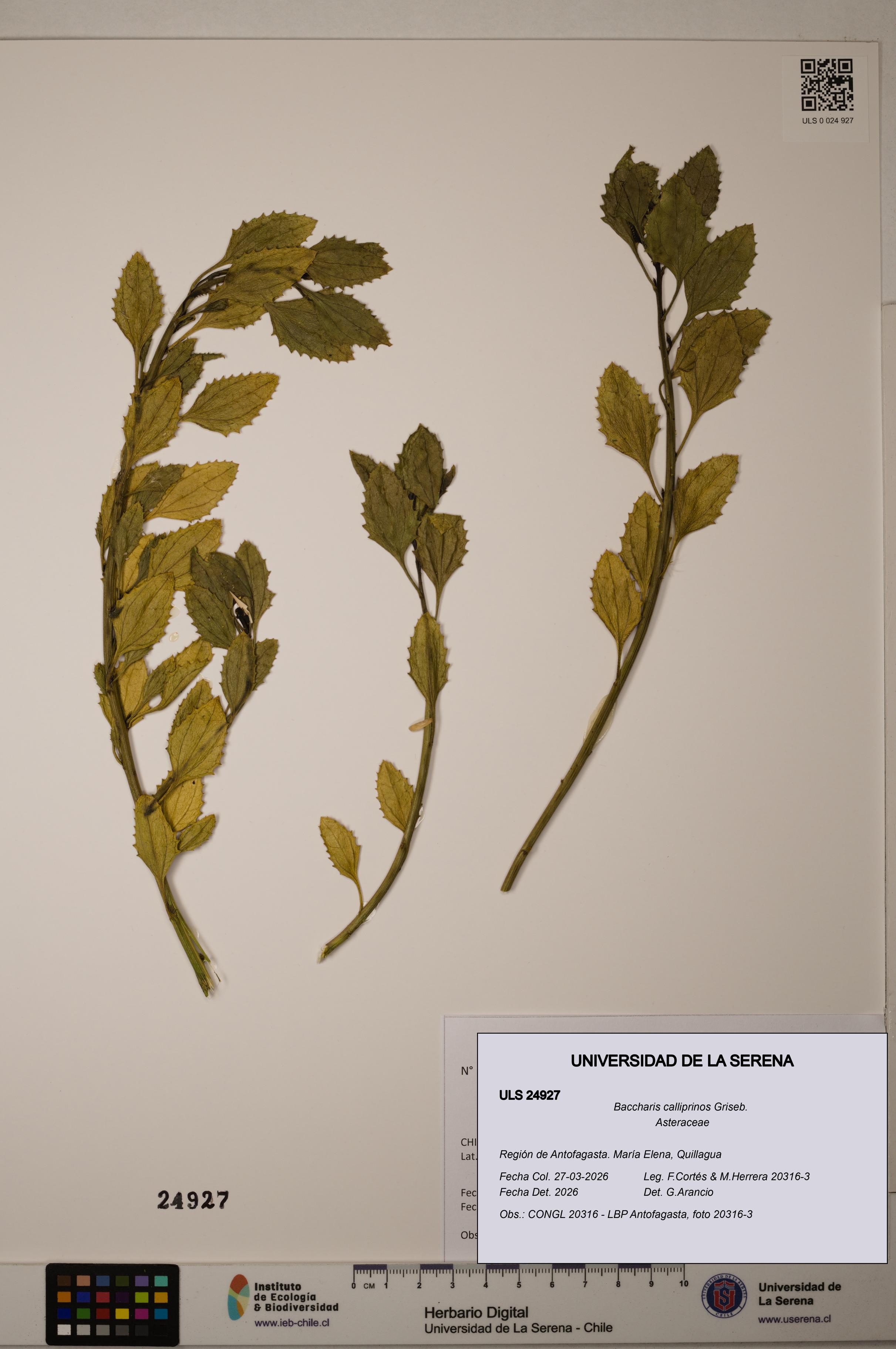 Baccharis calliprinos [Espécimen: ]