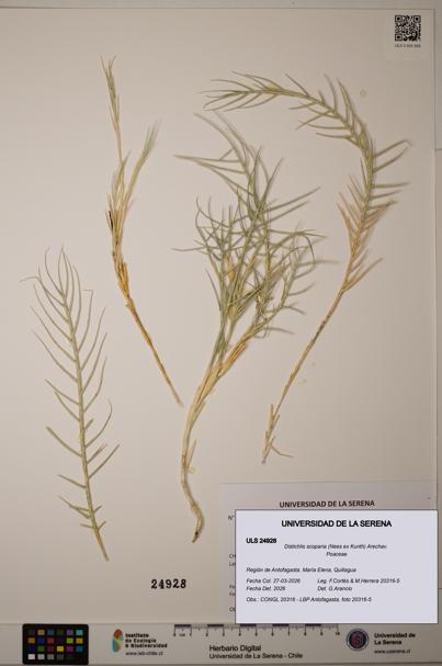 Distichlis scoparia [Espécimen: ]