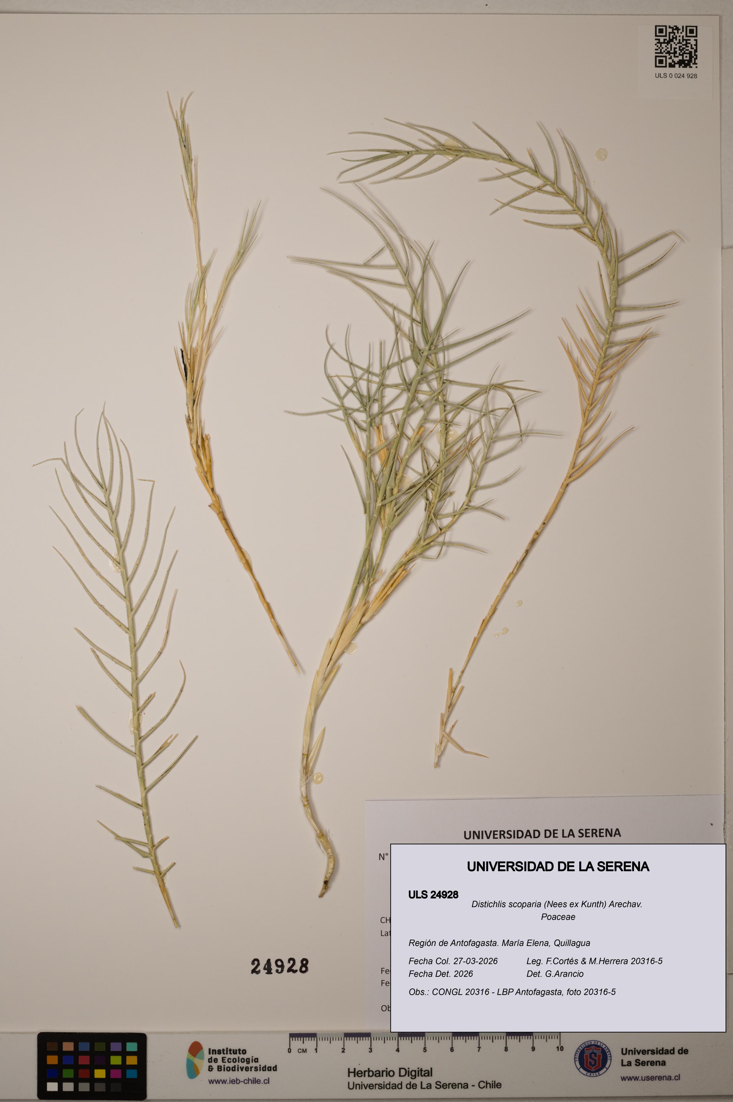 Distichlis scoparia [Espécimen: ]
