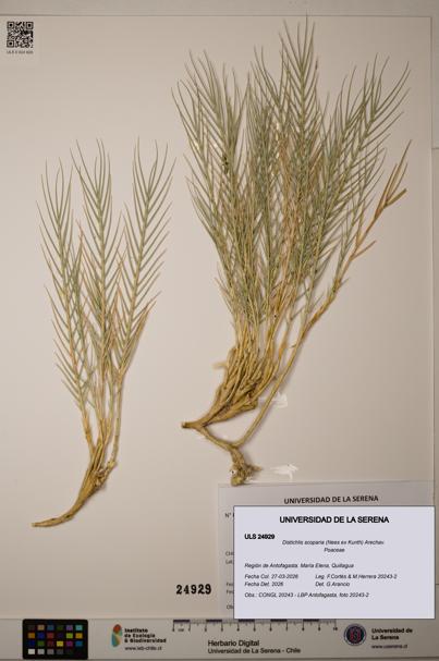Distichlis scoparia [Espécimen: ]