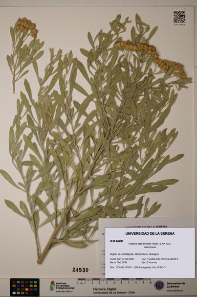 Tessaria absinthioides [Espécimen: ]