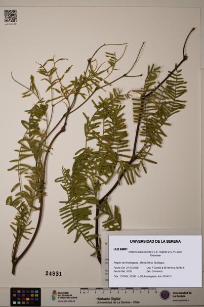 Neltuma alba [Espécimen: ]