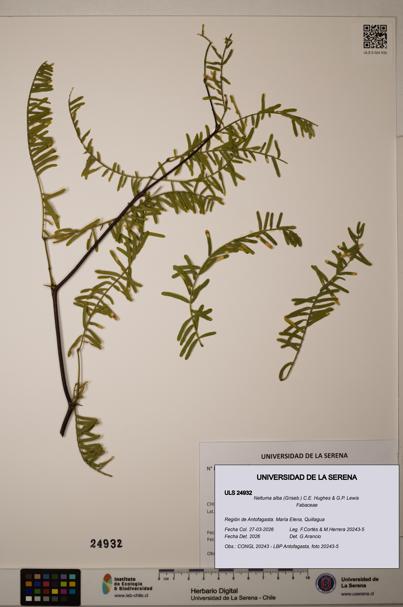 Neltuma alba [Espécimen: ]