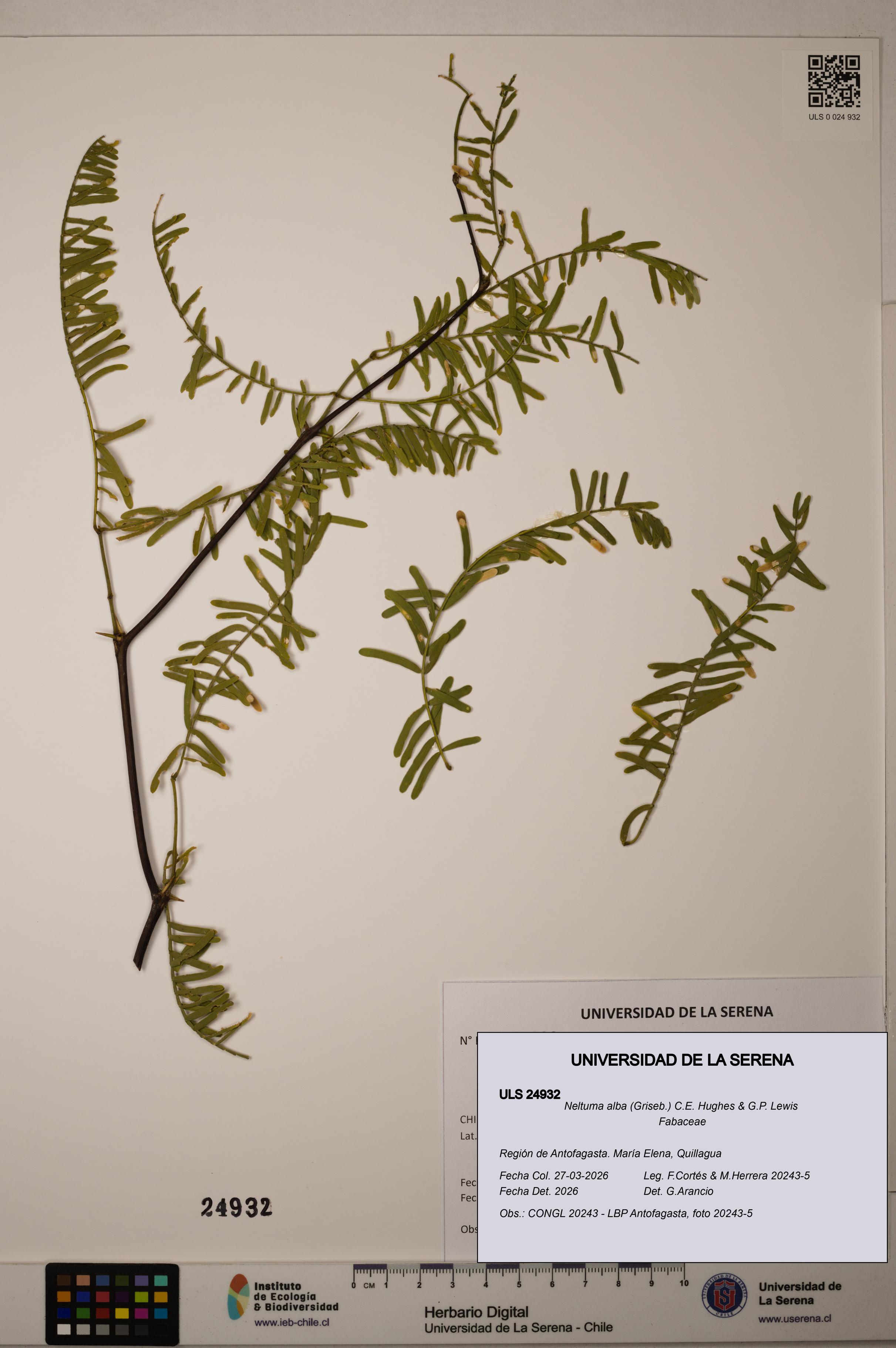 Neltuma alba [Espécimen: ]