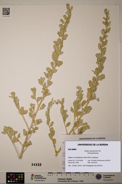 Atriplex atacamensis [Espécimen: ]