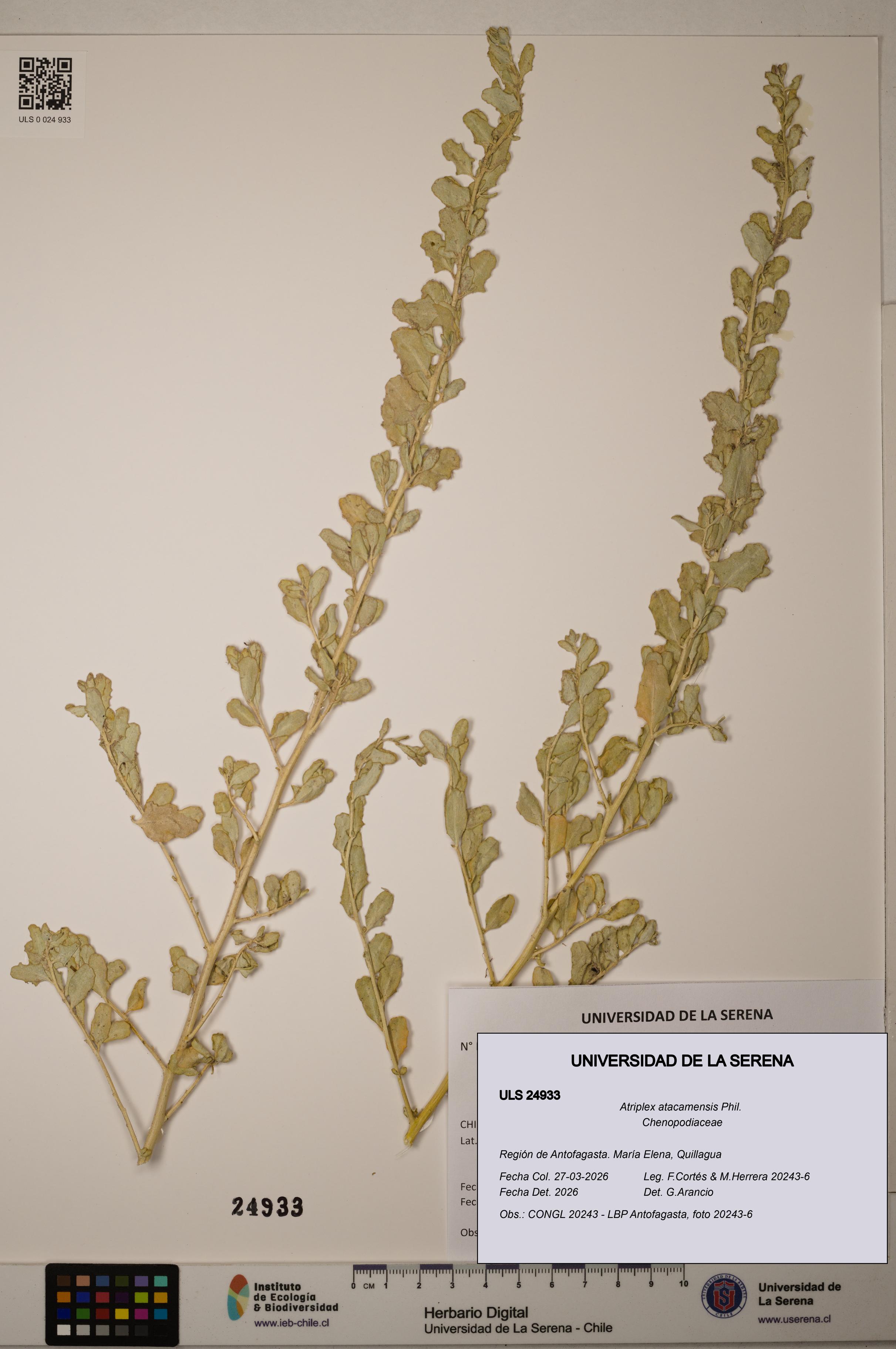 Atriplex atacamensis [Espécimen: ]