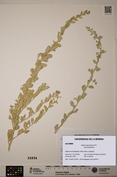 Atriplex atacamensis [Espécimen: ]