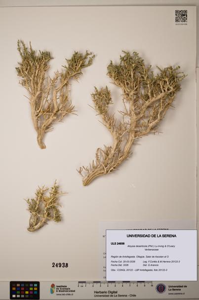 Aloysia deserticola [Espécimen: ]