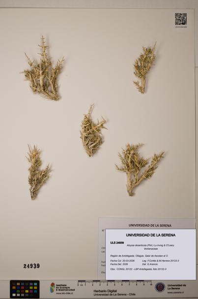 Aloysia deserticola [Espécimen: ]