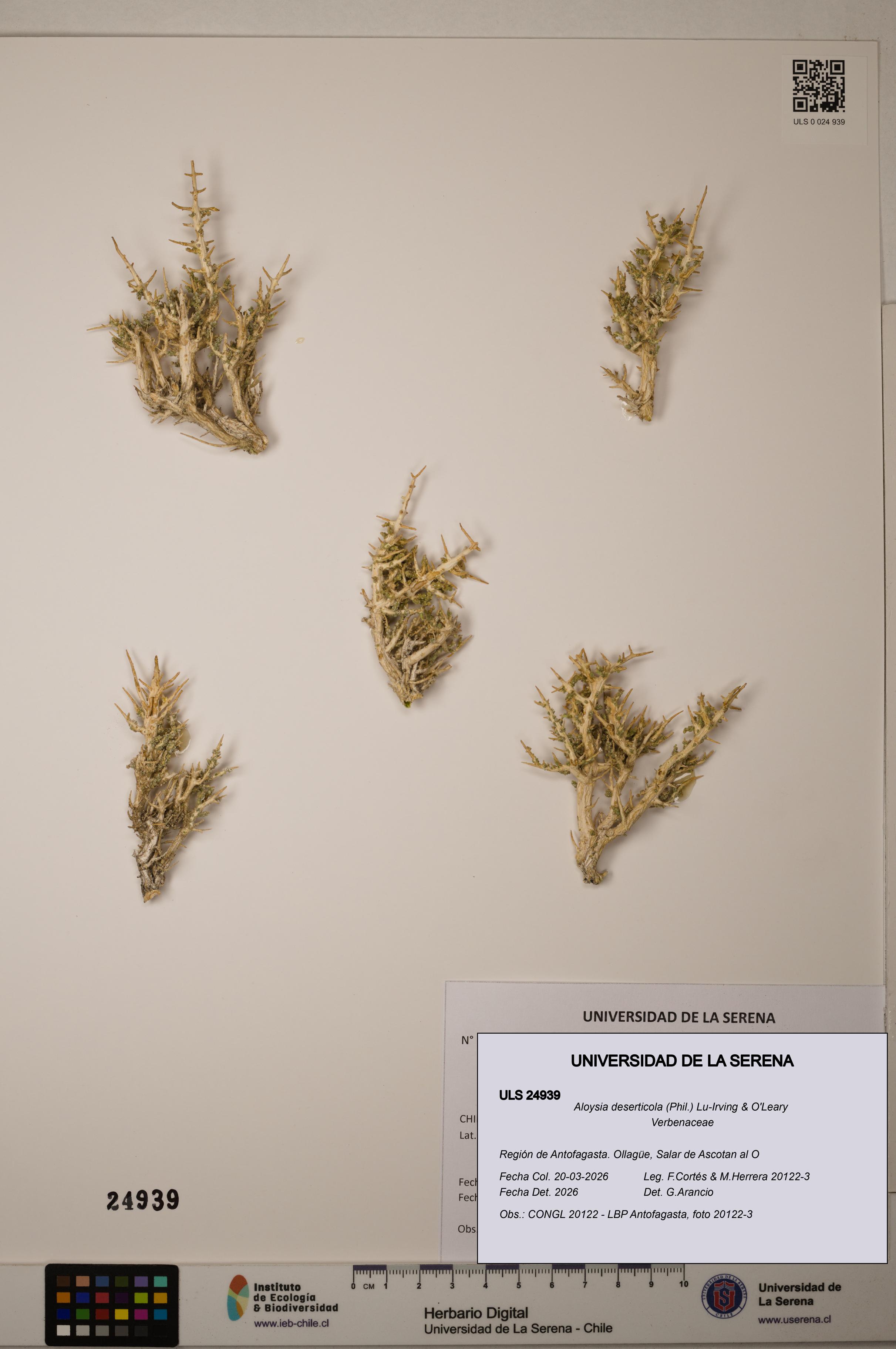 Aloysia deserticola [Espécimen: ]