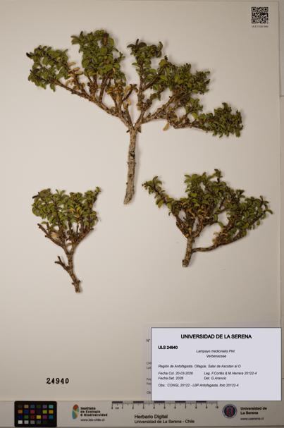 Lampayo medicinalis [Espécimen: ]