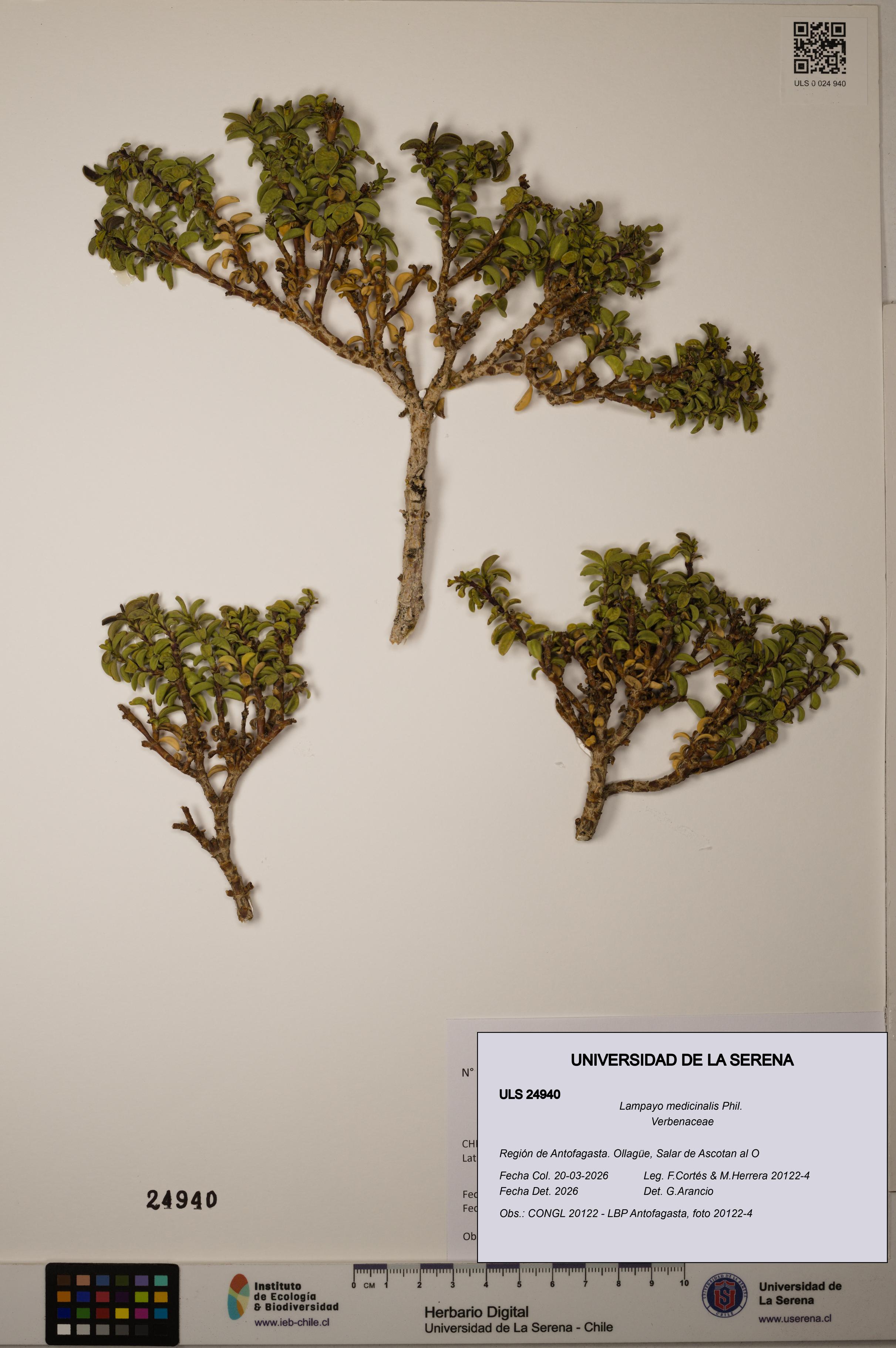 Lampayo medicinalis [Espécimen: ]