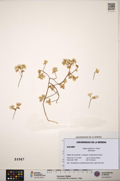 Triptilion gibbosum [Espécimen: ]