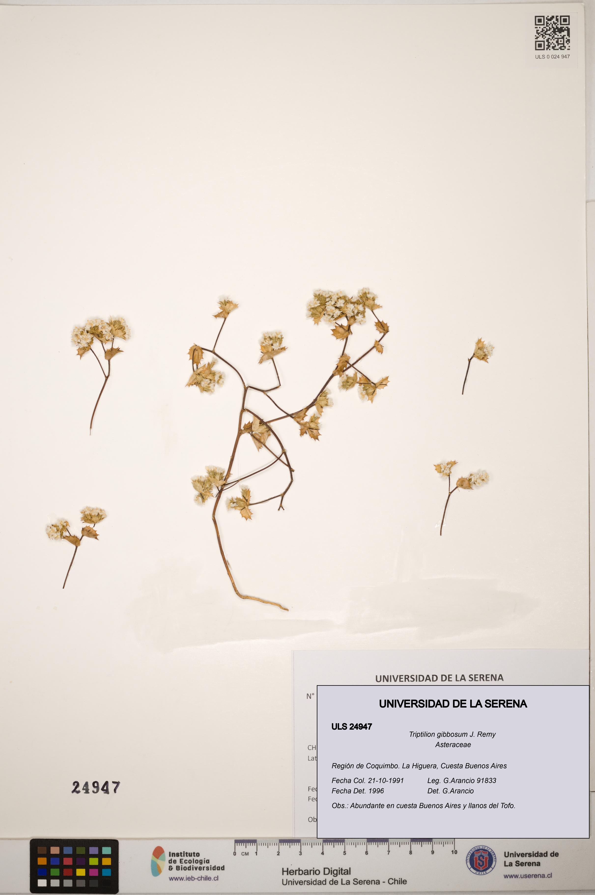 Triptilion gibbosum [Espécimen: ]