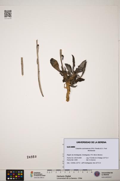 Cistanthe cachinalensis [Espécimen: ]