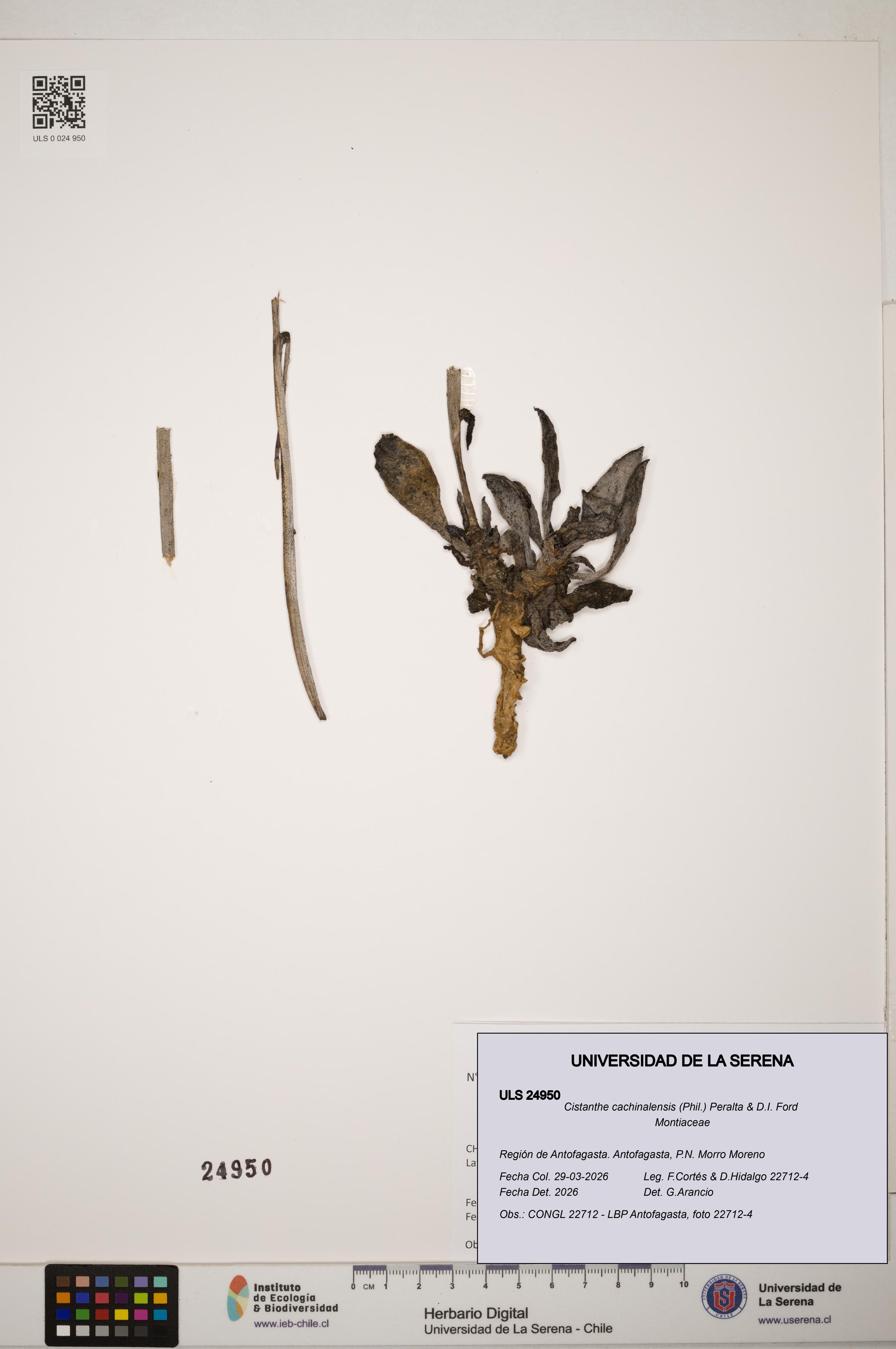 Cistanthe cachinalensis [Espécimen: ]
