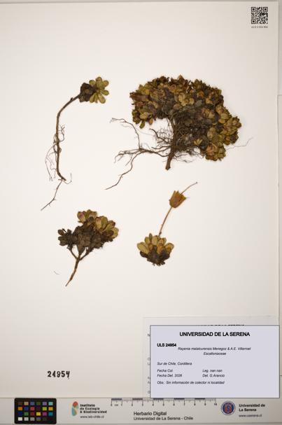 Rayenia malalcurensis [Espécimen: ]