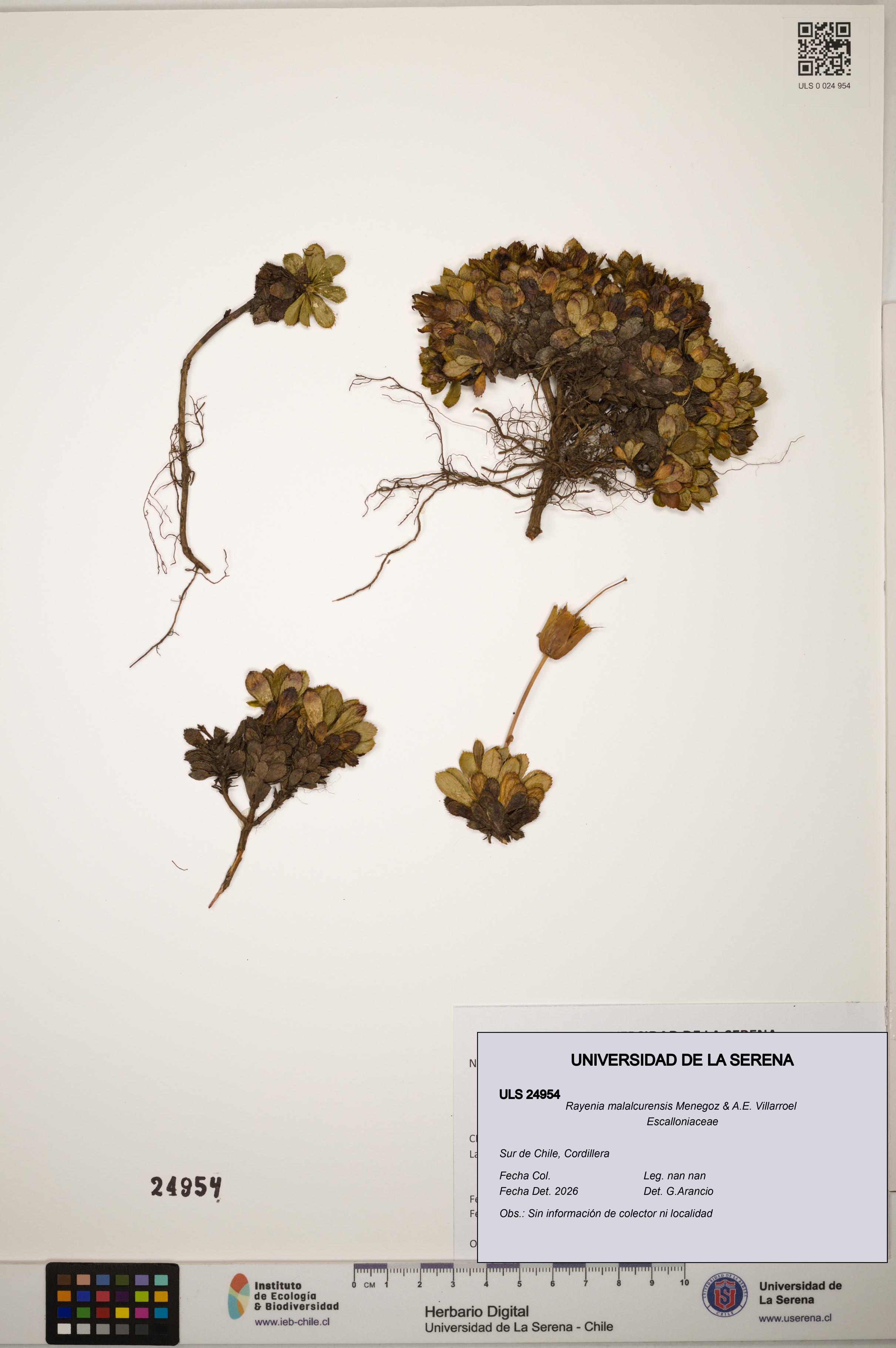 Rayenia malalcurensis [Espécimen: ]