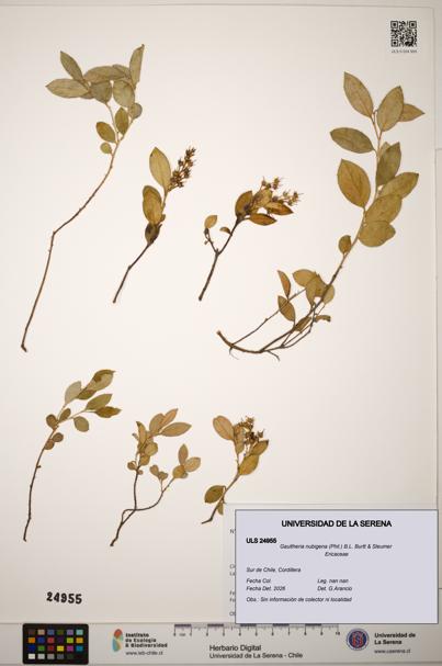 Gaultheria nubigena [Espécimen: ]
