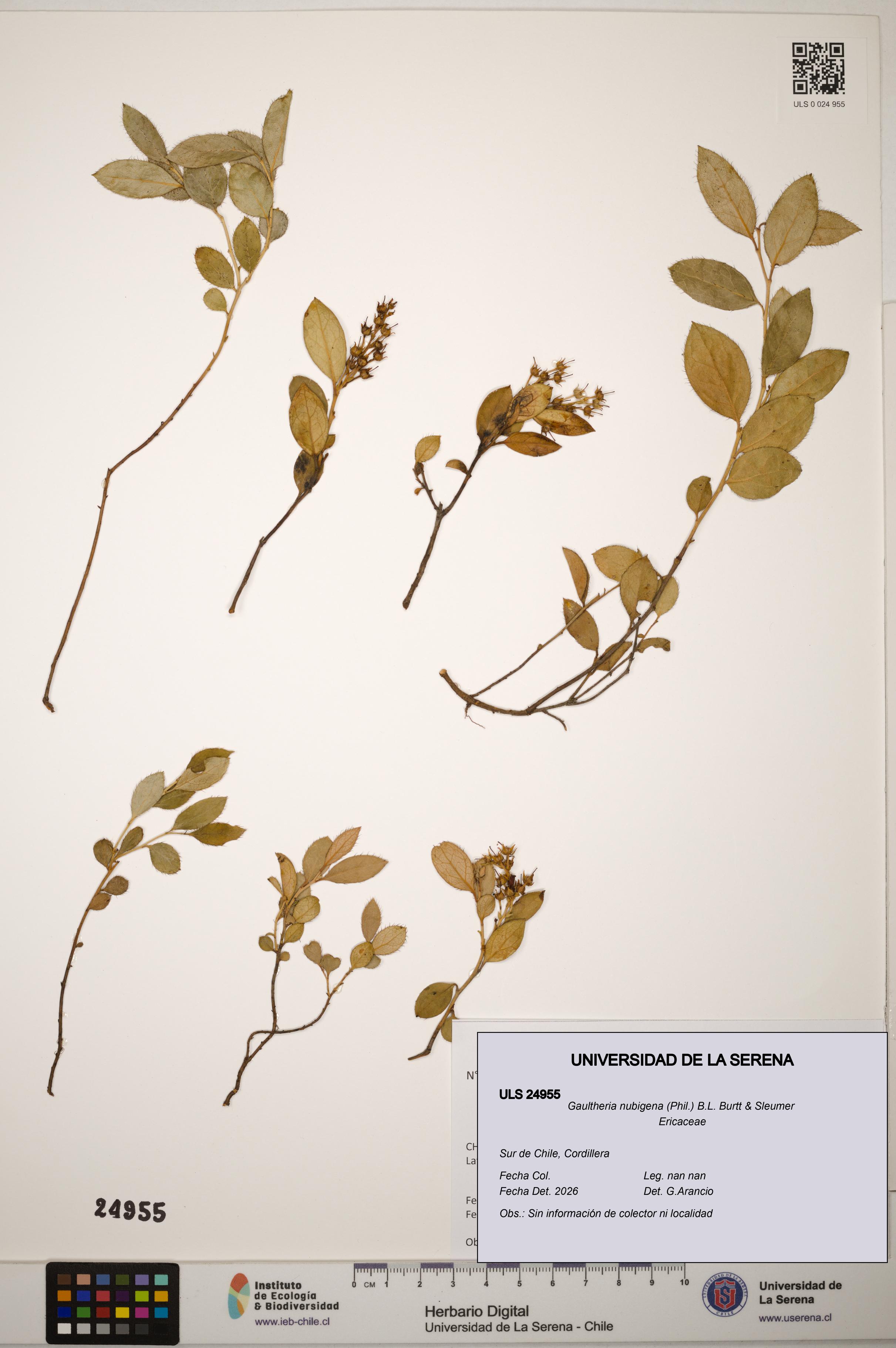 Gaultheria nubigena [Espécimen: ]