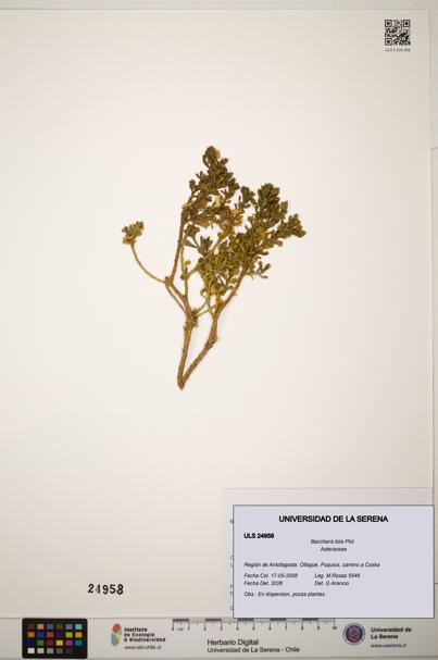 Baccharis tola [Espécimen: ]
