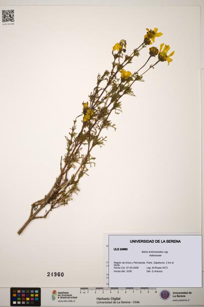 Bahia ambrosioides [Espécimen: ]