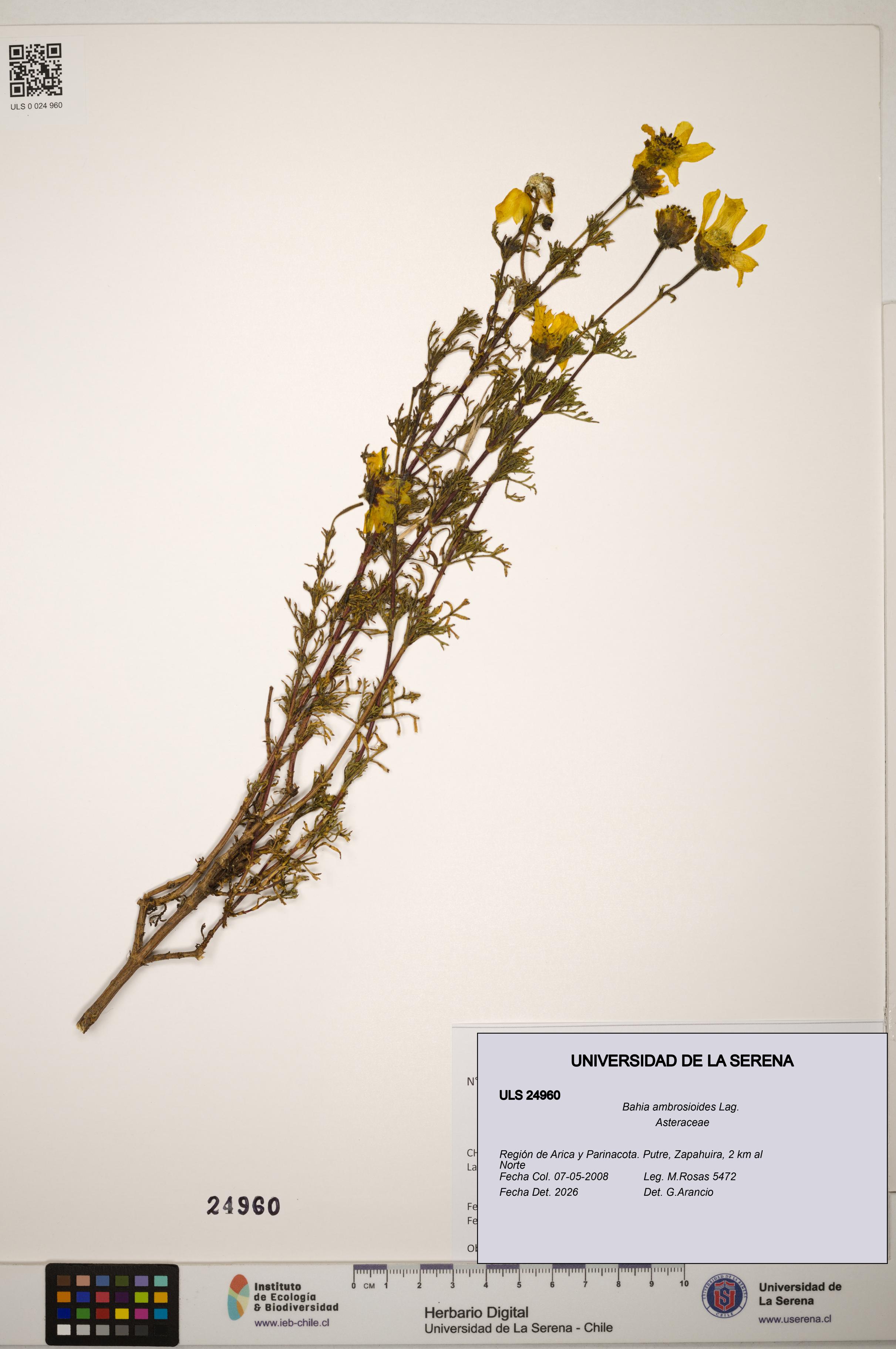 Bahia ambrosioides [Espécimen: ]