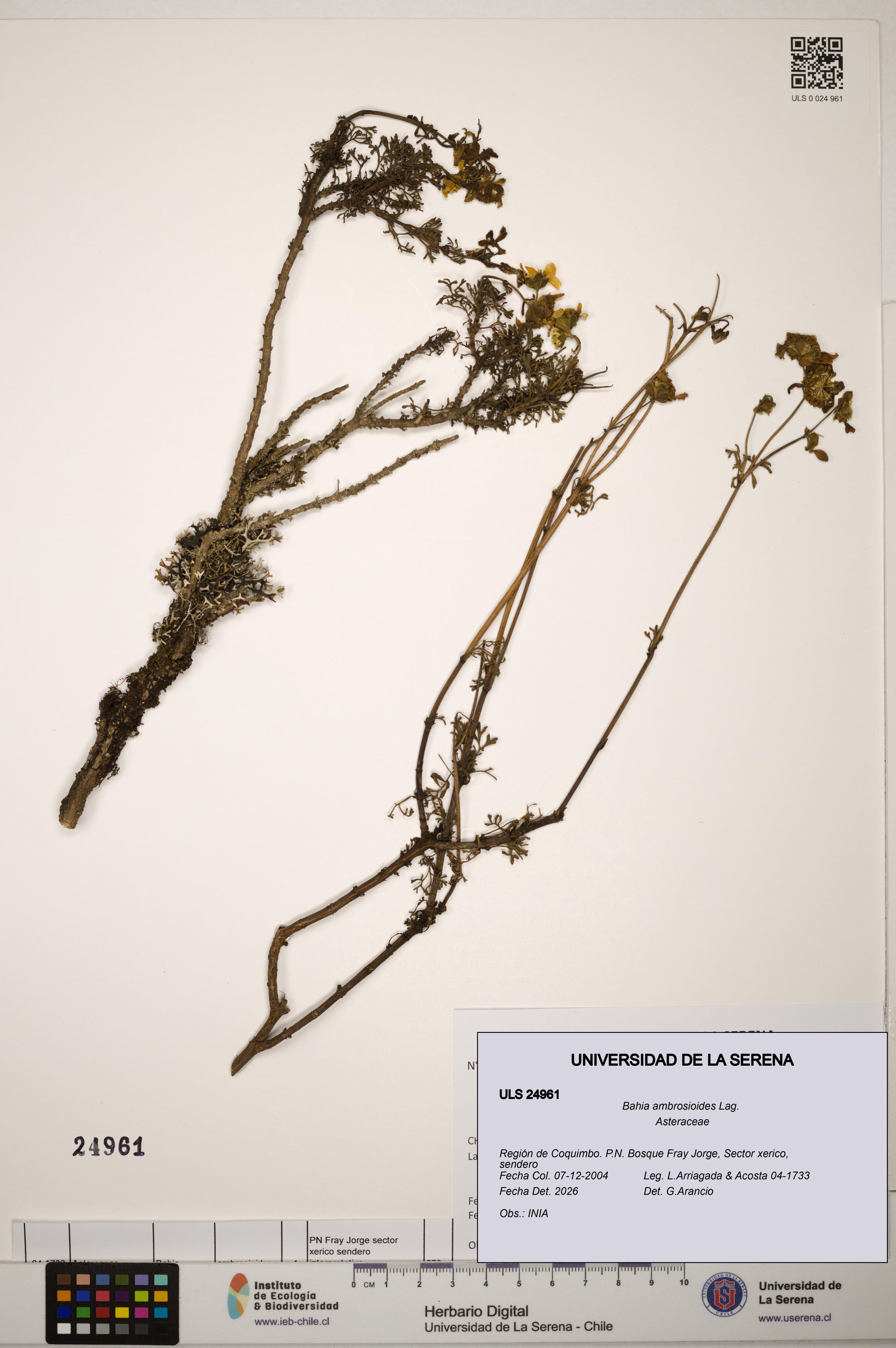 Bahia ambrosioides [Espécimen: ]