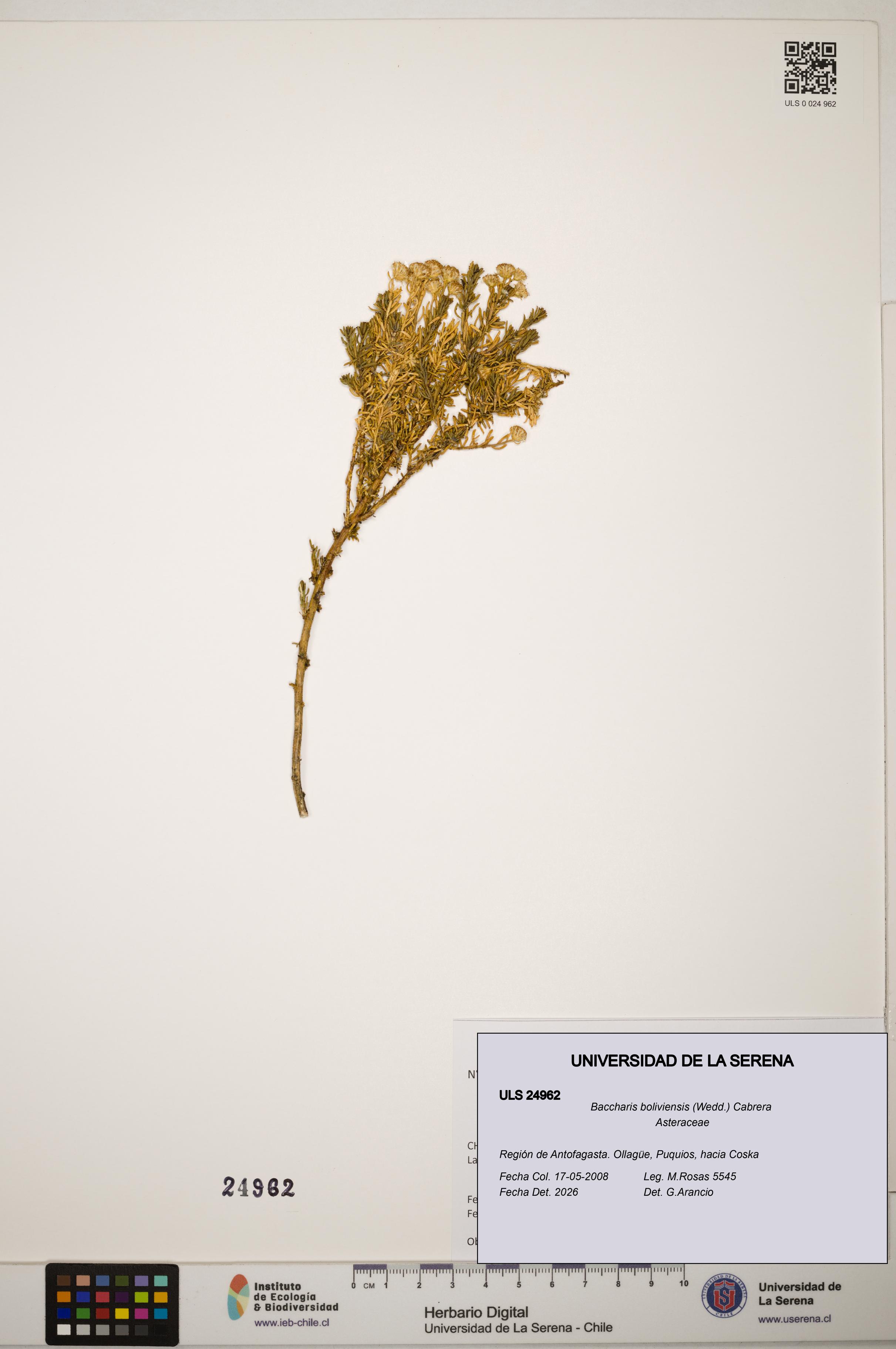 Baccharis boliviensis [Espécimen: ]