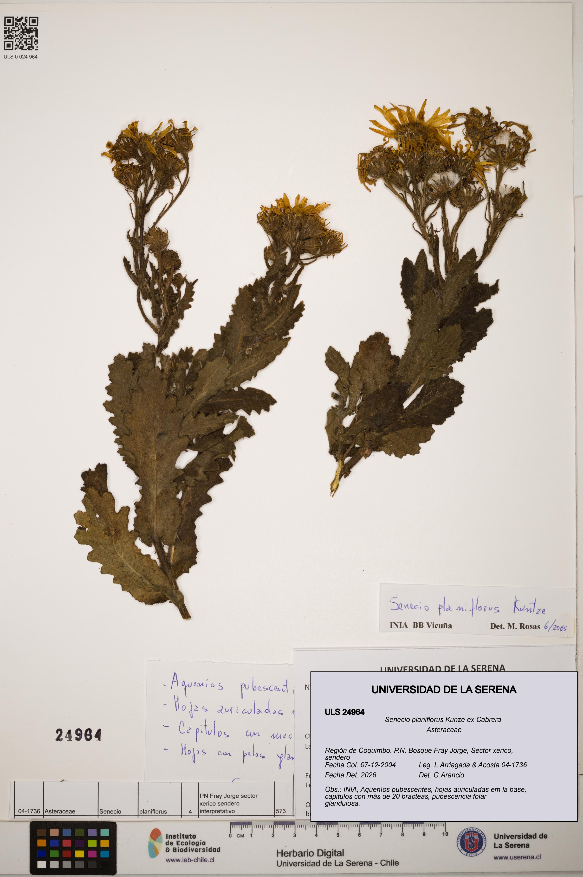 Senecio planiflorus [Espécimen: ]