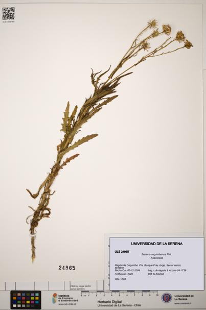 Senecio coquimbensis [Espécimen: ]