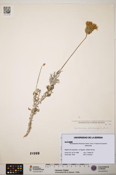 Plectocephalus floccosus [Espécimen: ]