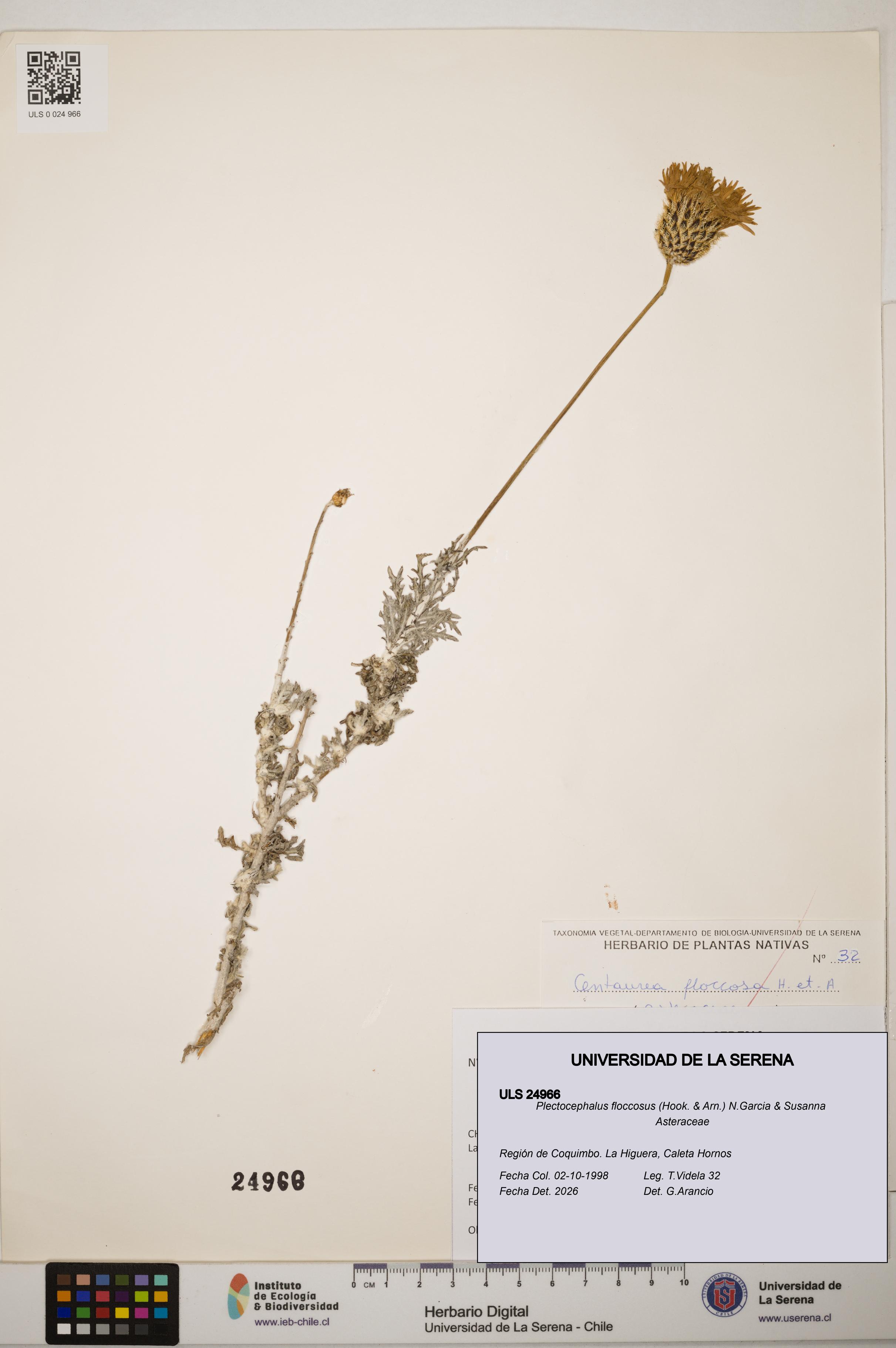 Plectocephalus floccosus [Espécimen: ]