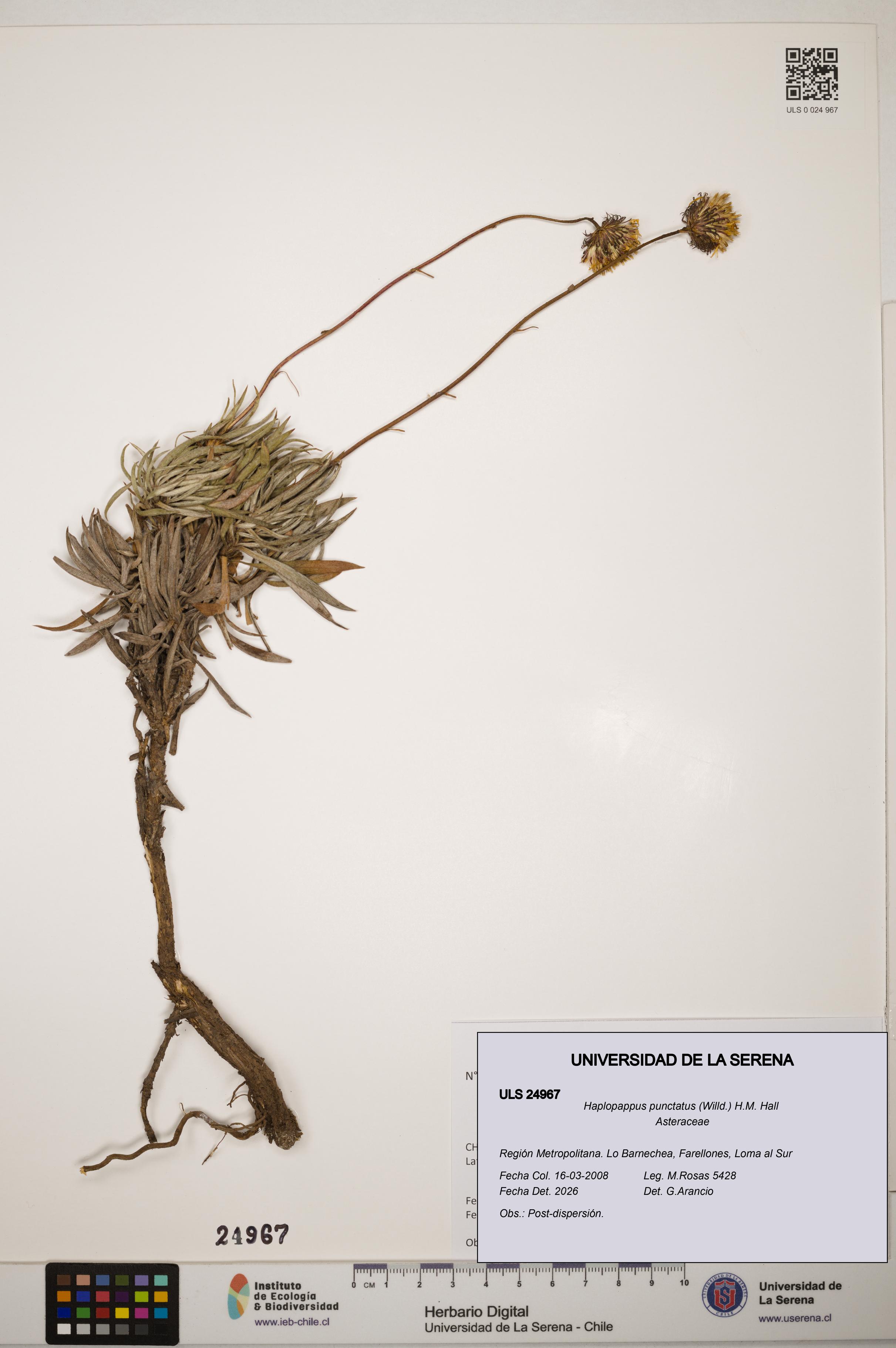 Haplopappus punctatus [Espécimen: ]