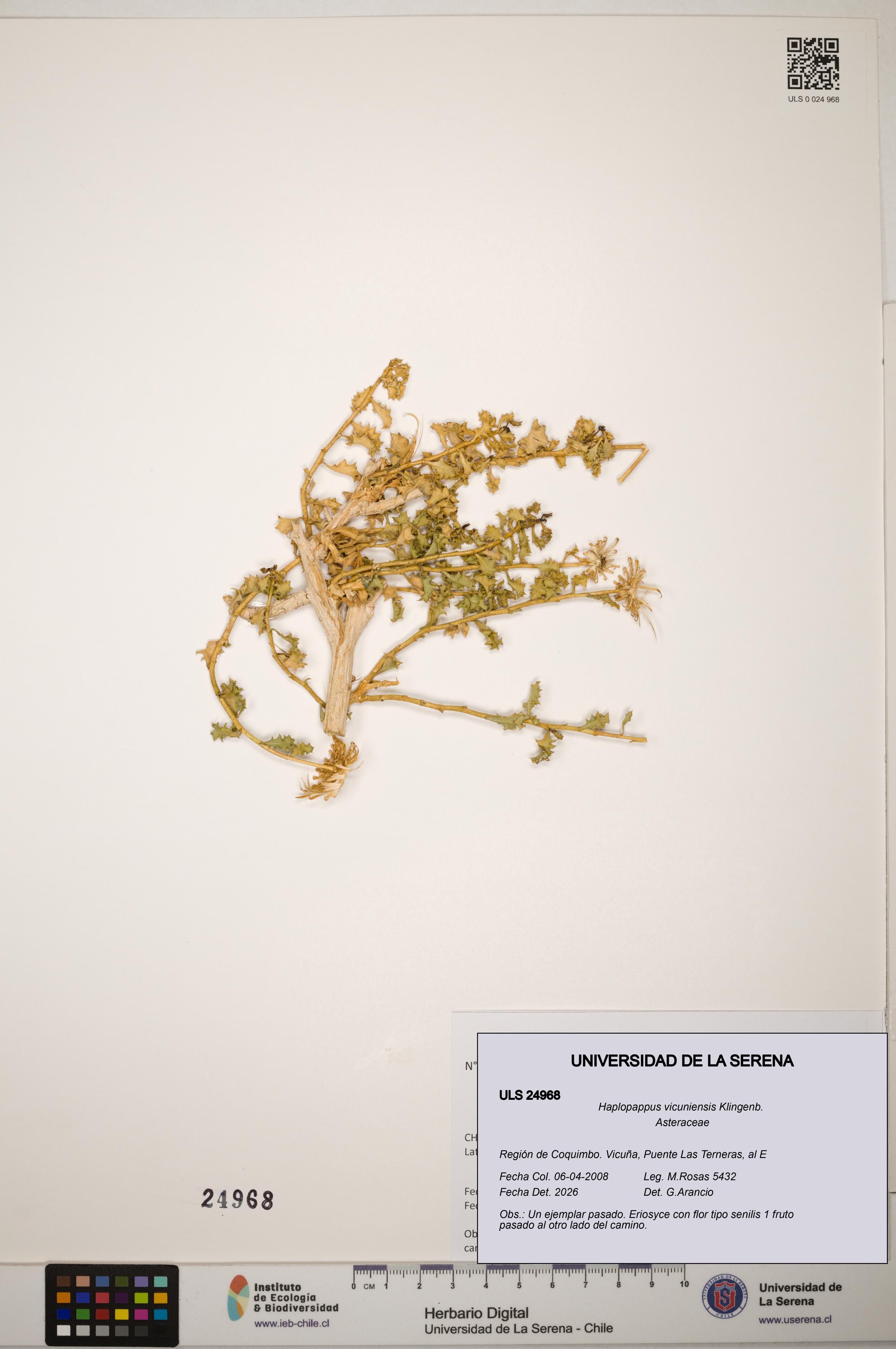 Haplopappus vicuniensis [Espécimen: ]