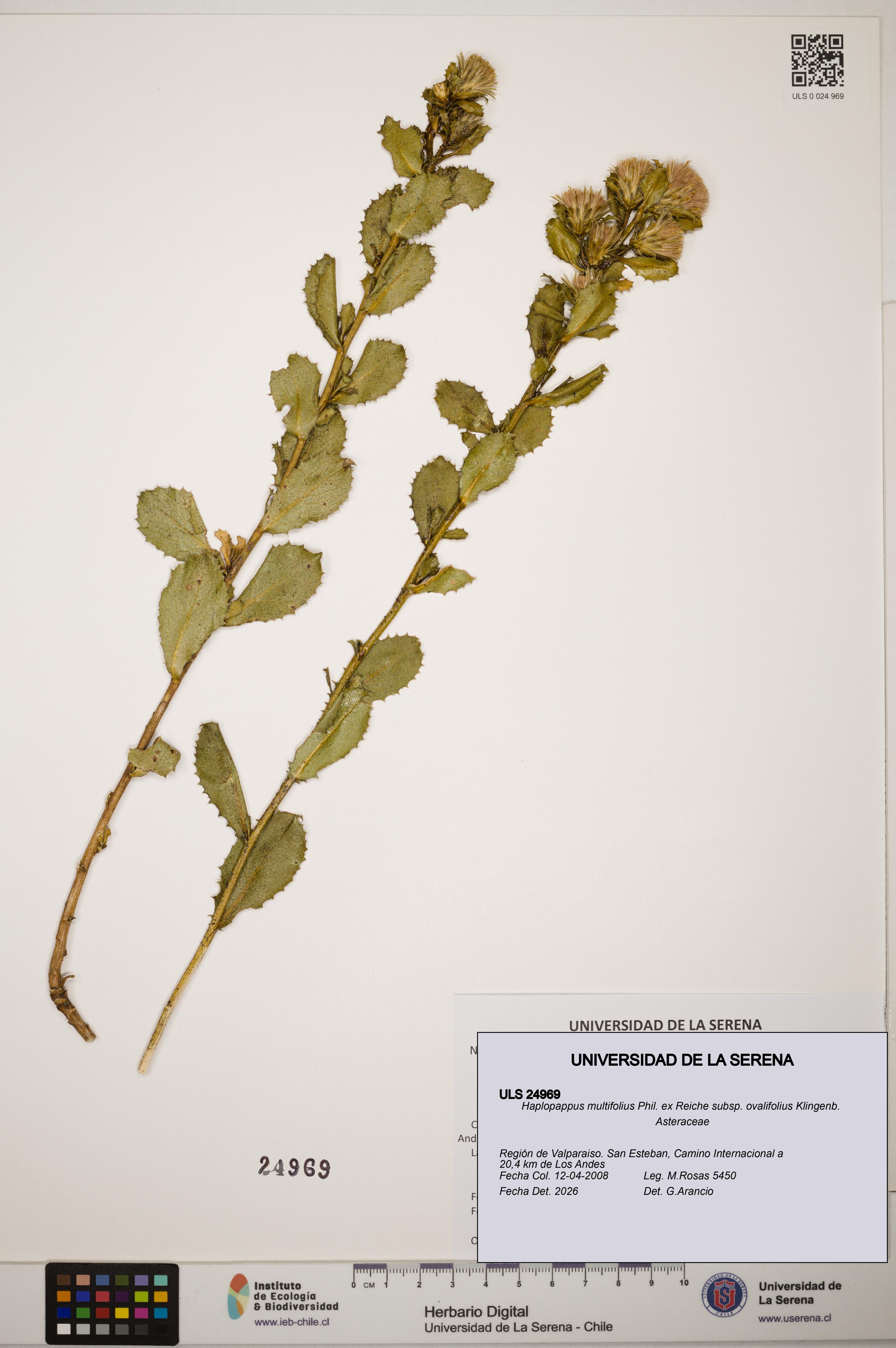 Haplopappus multifolius [Espécimen: ]