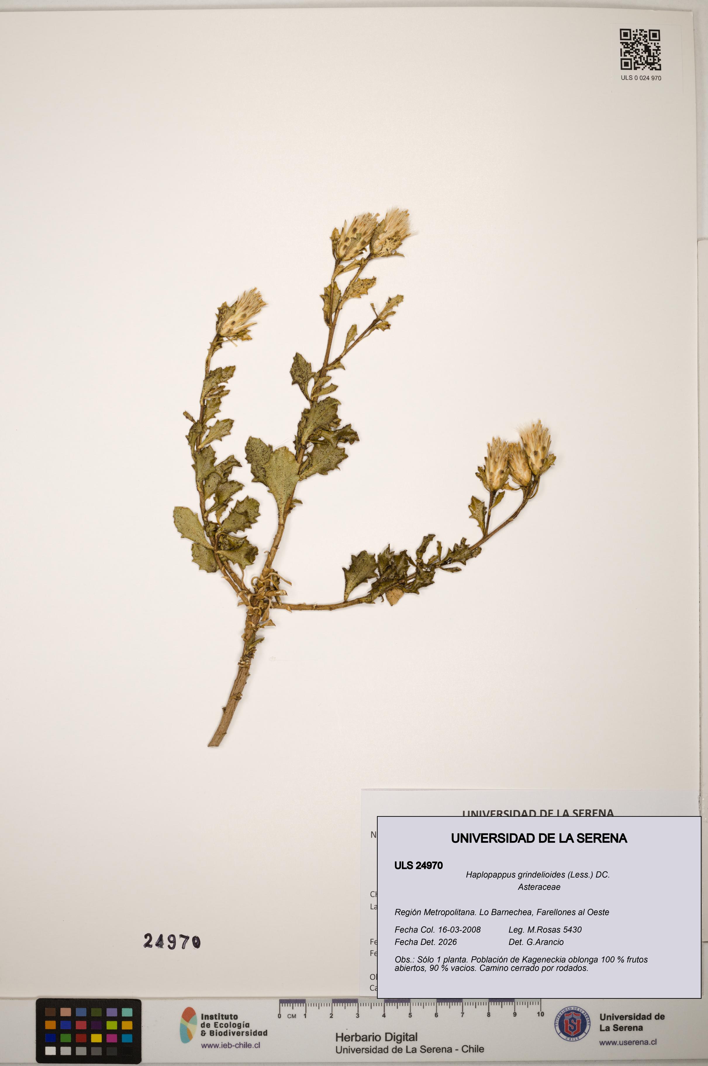 Haplopappus grindelioides [Espécimen: ]