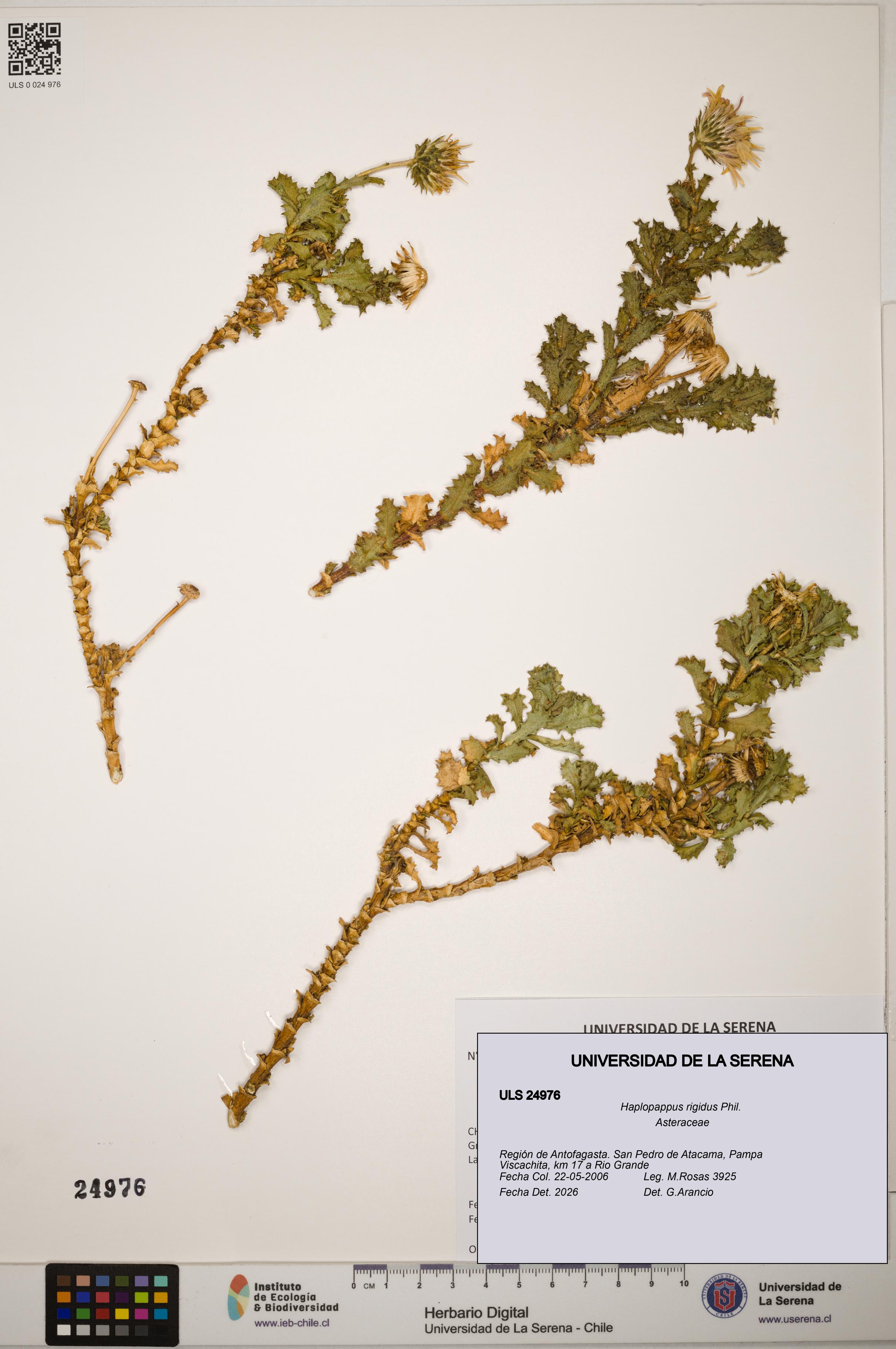 Haplopappus rigidus [Espécimen: ]