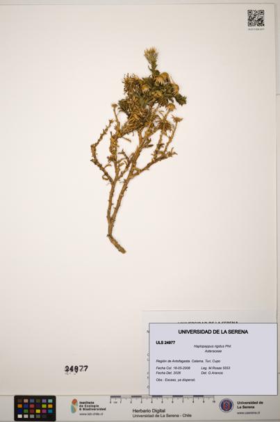 Haplopappus rigidus [Espécimen: ]
