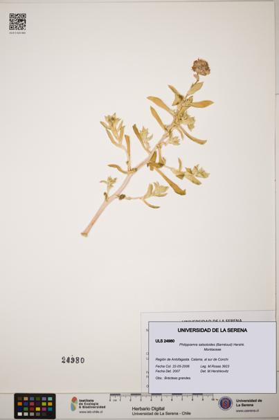 Philippiamra salsoloides [Espécimen: ]